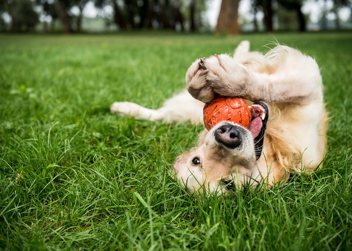 selective focus of golden retriever dog playing with rubber ball on green lawn